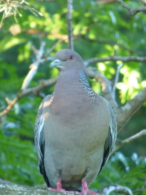 Picazuro Pigeon - ML132654481