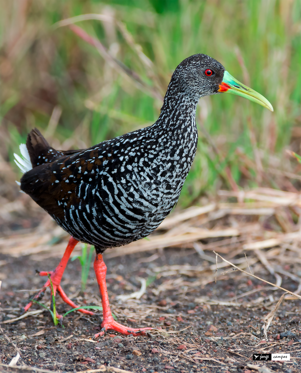 Spotted Rail - Jorge Gabriel Campos