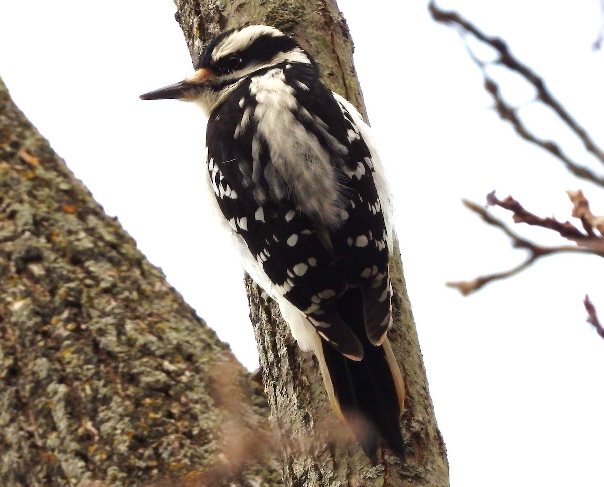 Hairy Woodpecker - ML132655301