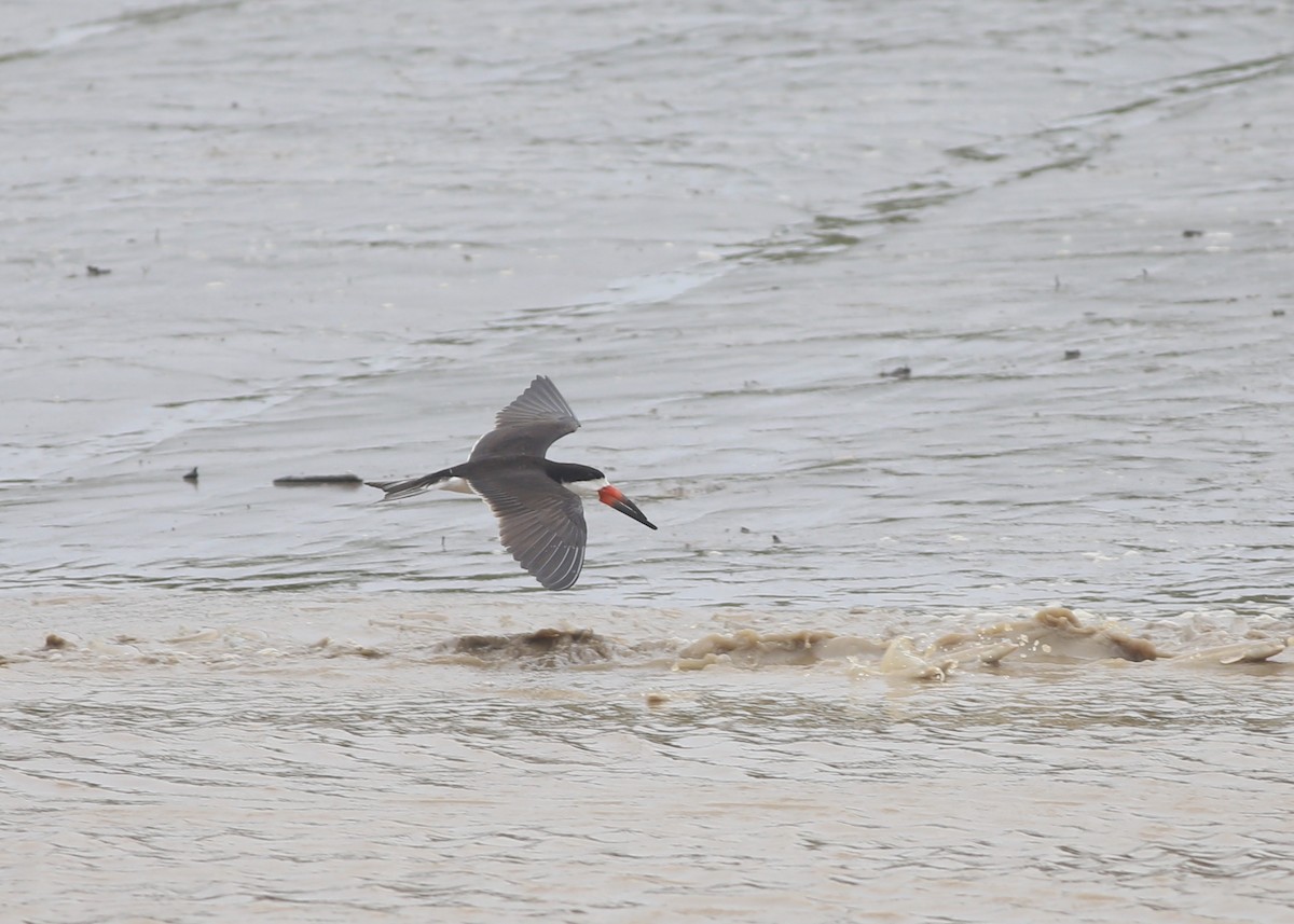 Black Skimmer - ML132655861