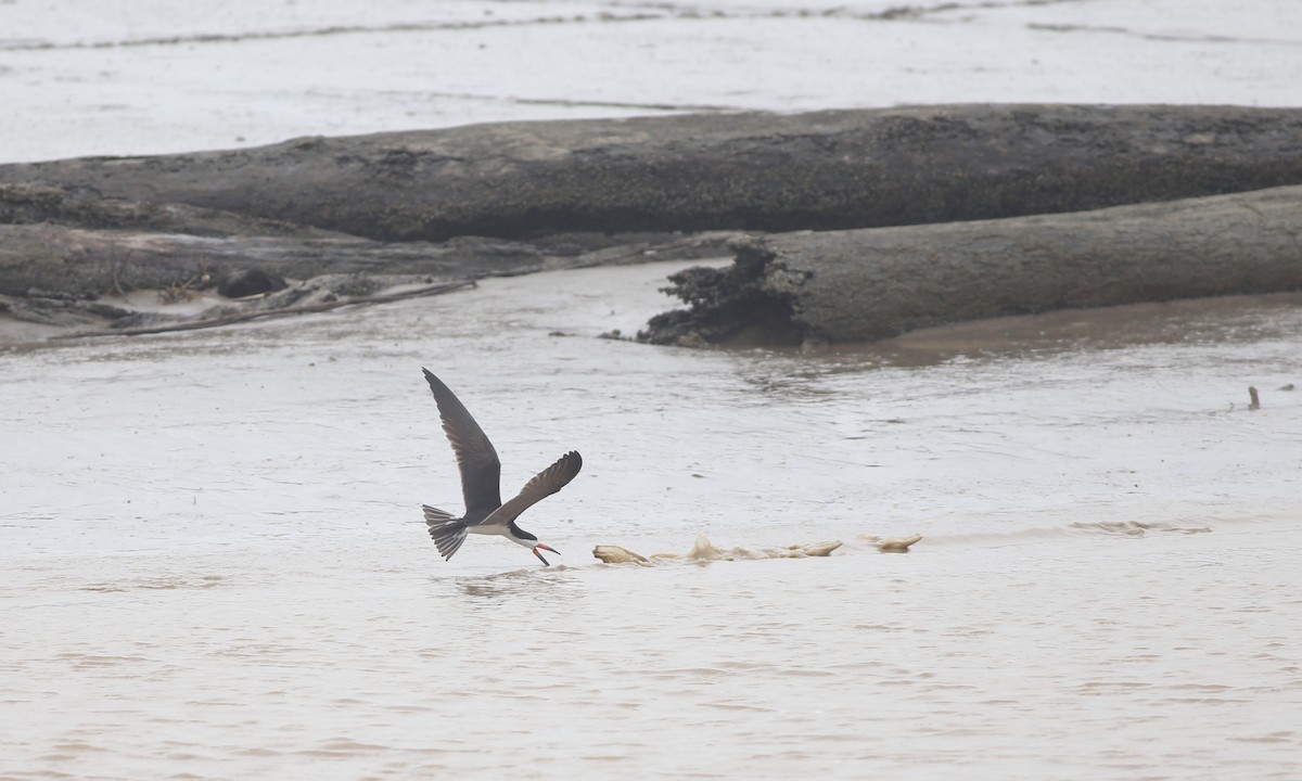 Black Skimmer - ML132655871