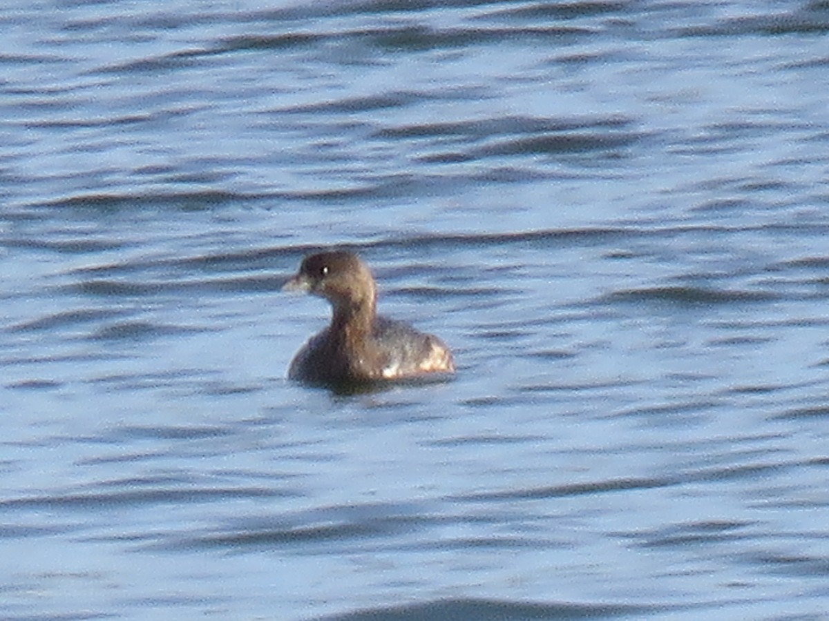 Pied-billed Grebe - ML132655961