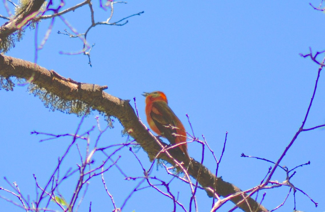 Western x Flame-colored Tanager (hybrid) - ML132656011