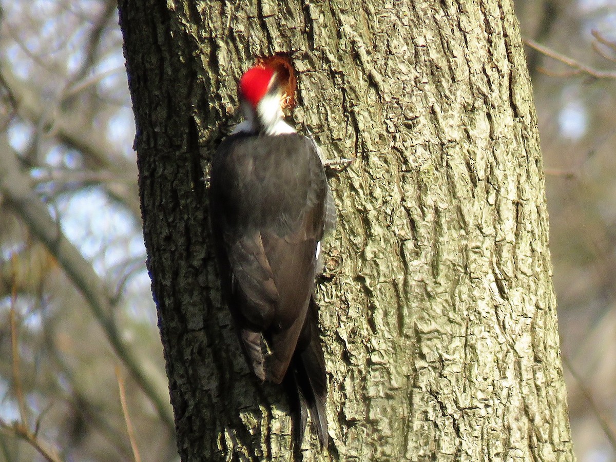Pileated Woodpecker - ML132656151