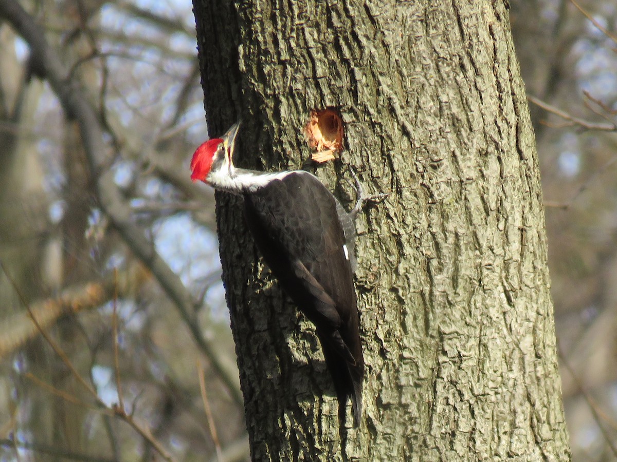 Pileated Woodpecker - ML132656161
