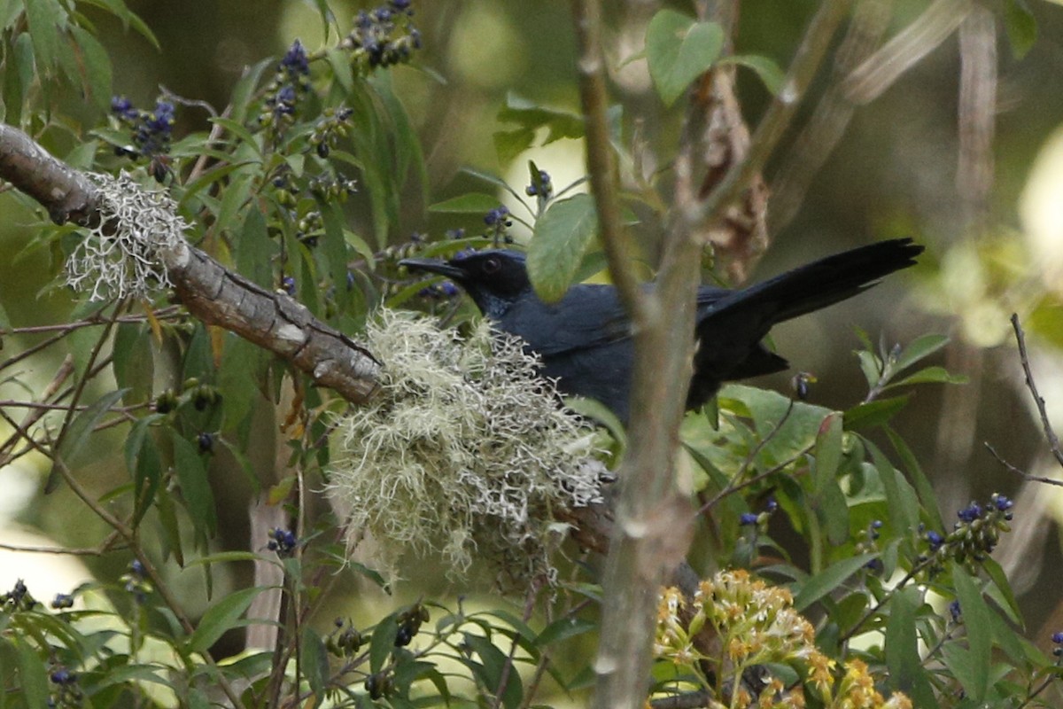 Blue Mockingbird - ML132656371