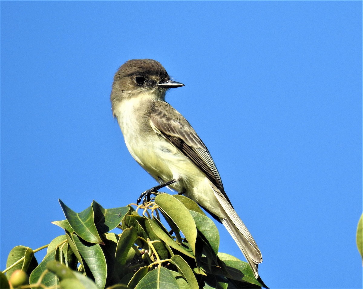 Eastern Phoebe - david gabay