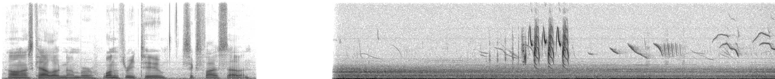 Grass Wren (Tucuman) - ML132657