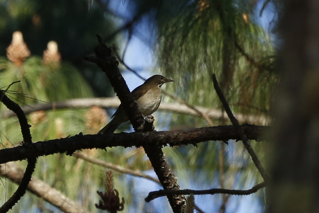 White-throated Thrush - ML132657471