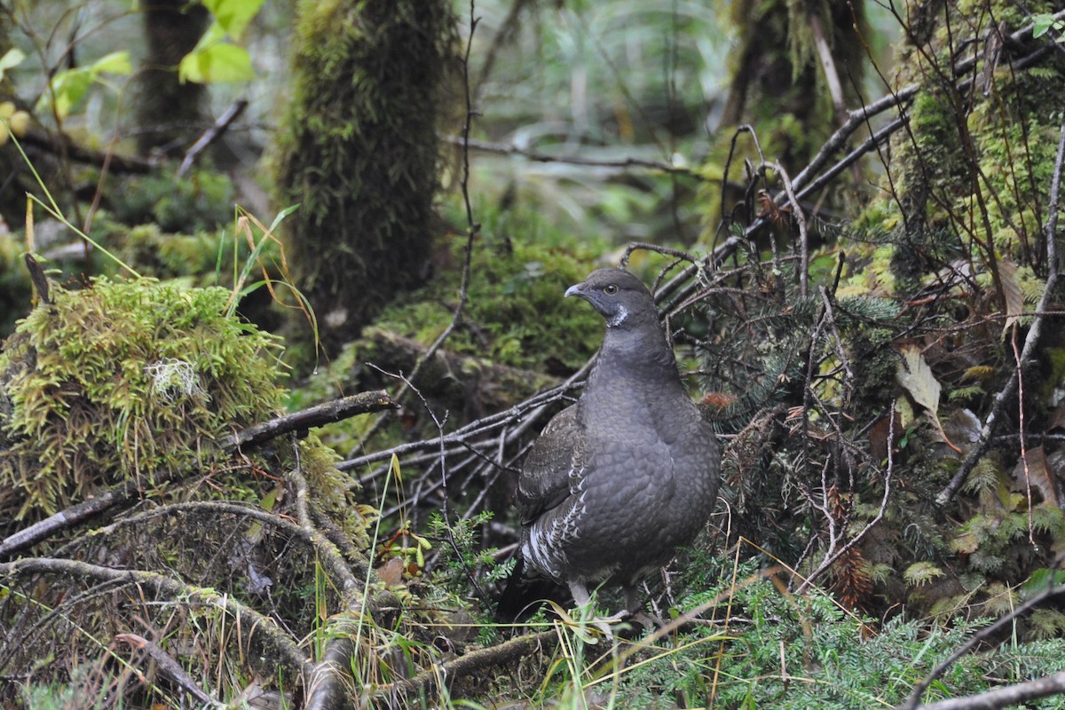 Sooty Grouse - ML132657591