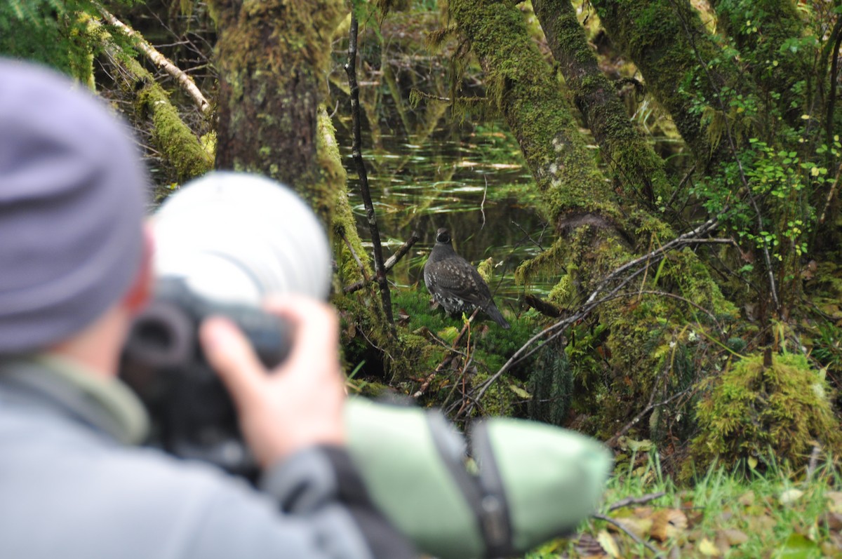 Sooty Grouse - ML132657671