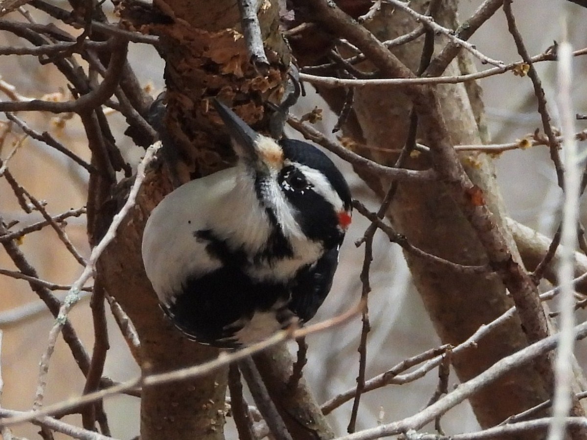 Hairy Woodpecker - ML132657751