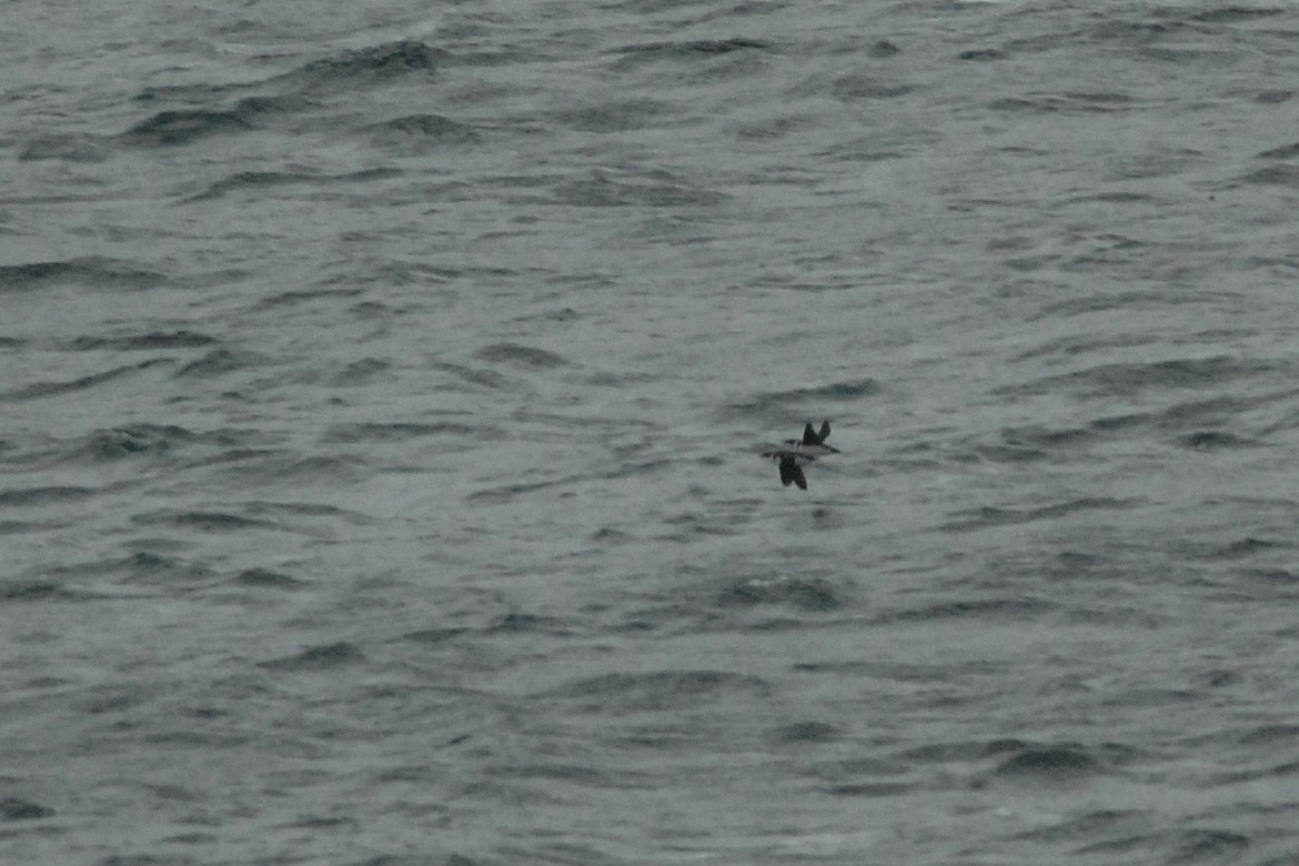 Marbled Murrelet - Cameron Eckert