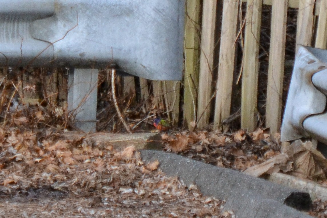 Painted Bunting - ML132661991