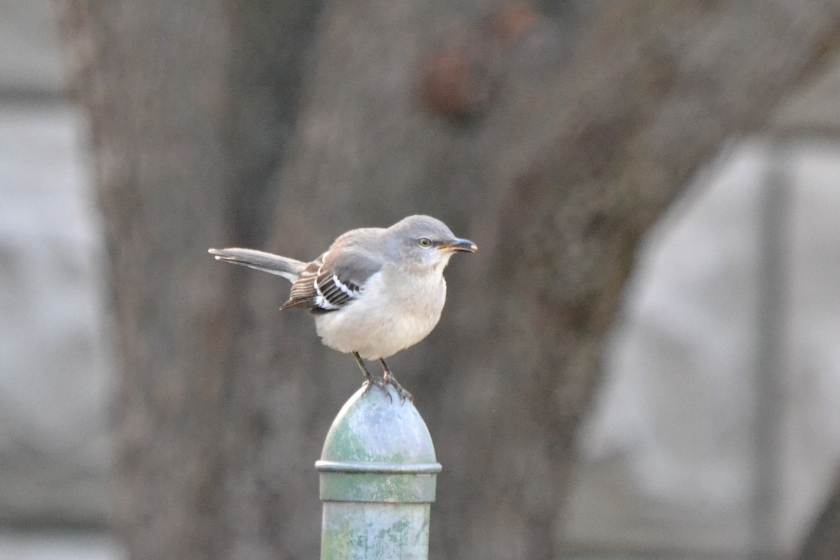 Northern Mockingbird - ML132662161