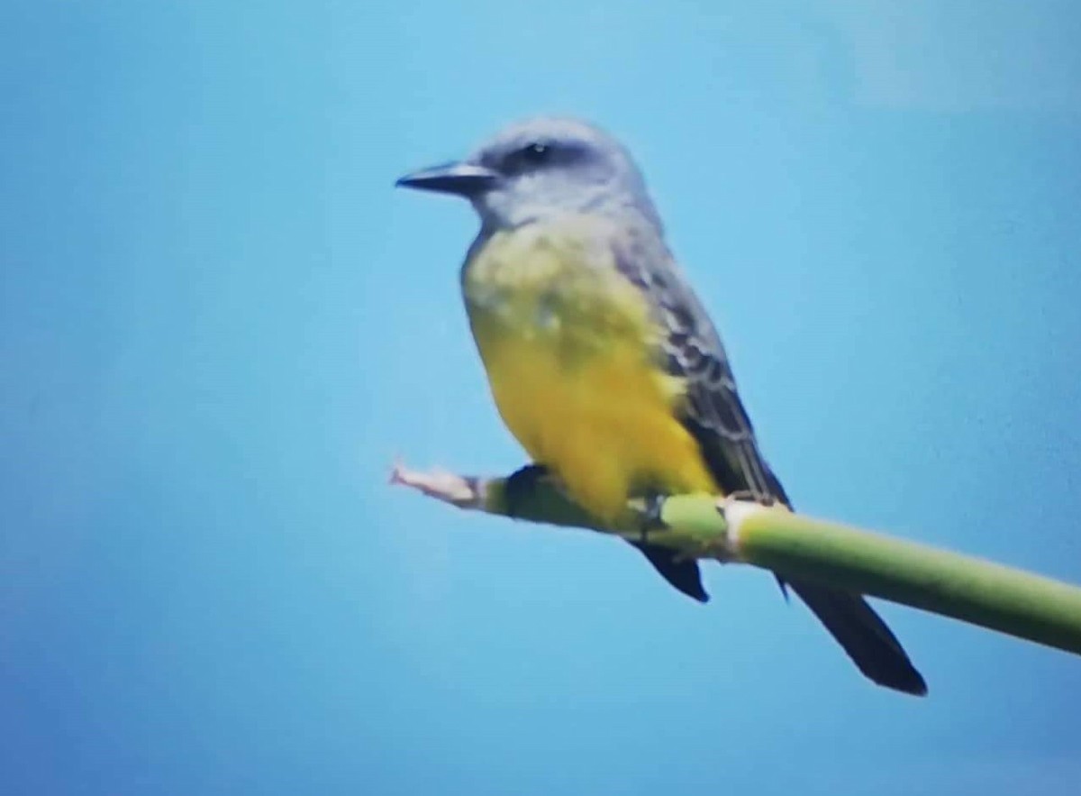 Tropical Kingbird - ML132662521