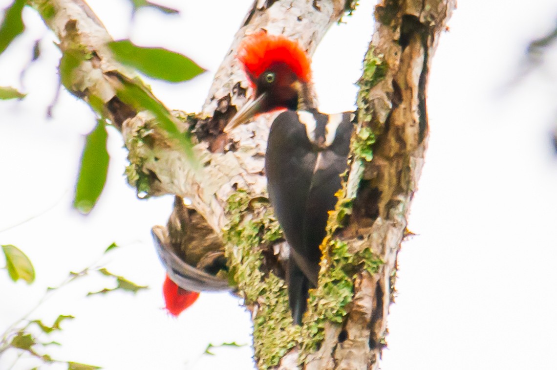 Pale-billed Woodpecker - James Hoagland