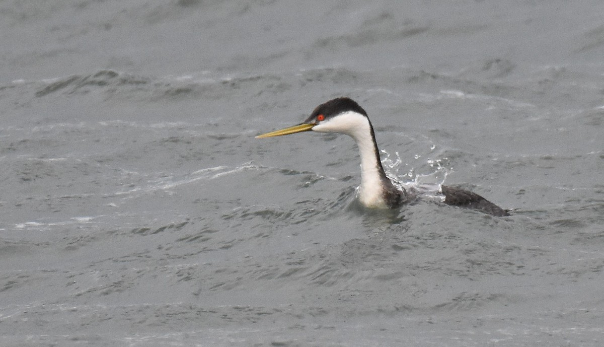 Western Grebe - ML132664131