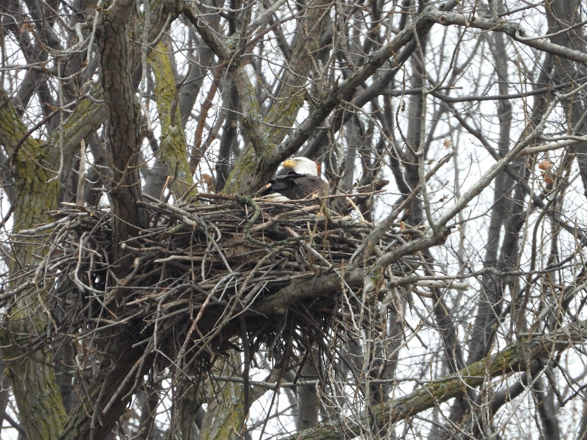 Bald Eagle - ML132665291