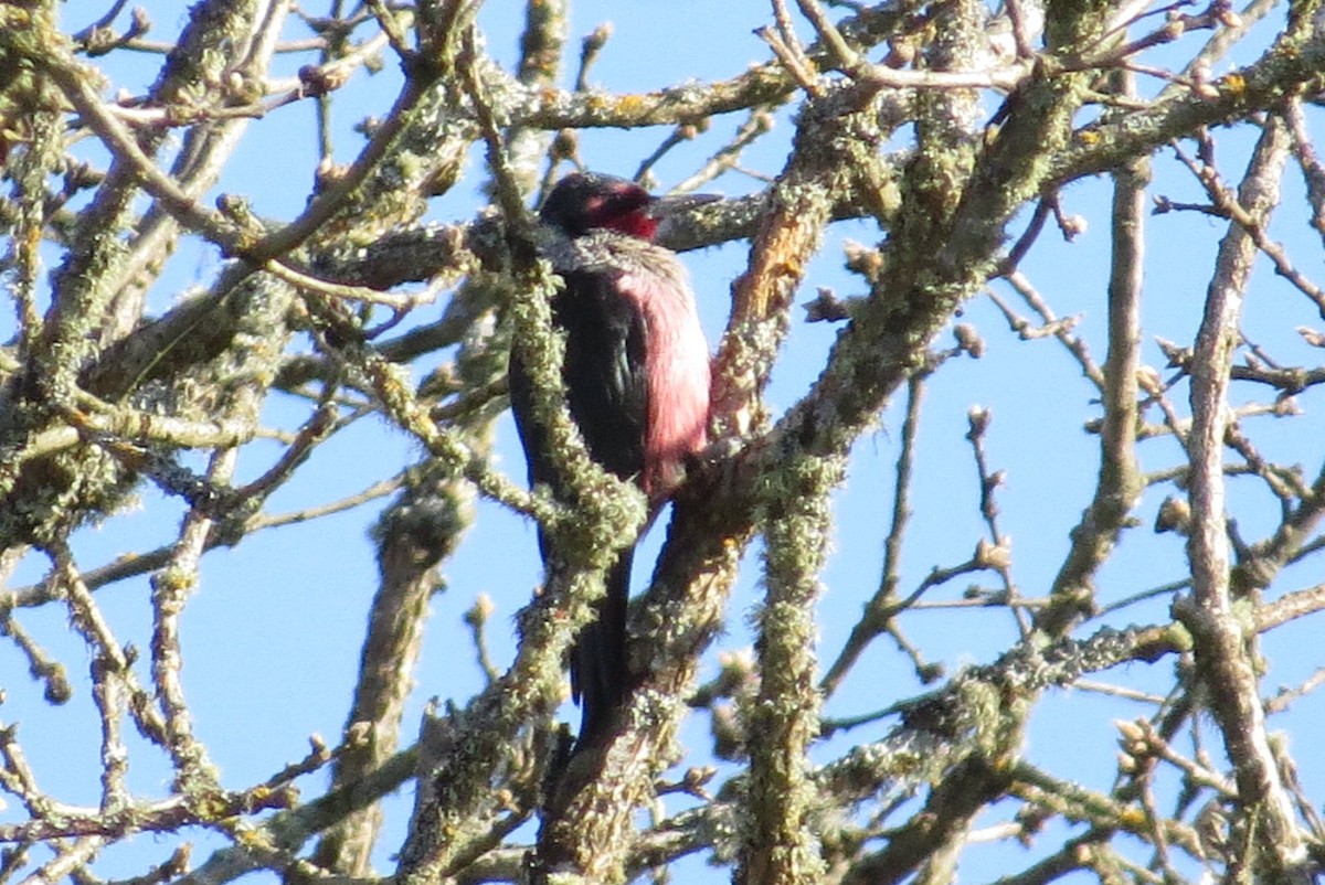 Lewis's Woodpecker - ML132666621