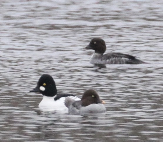 Common Goldeneye - ML132669161