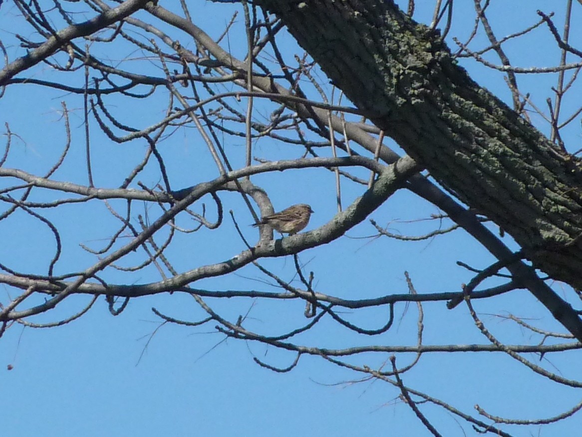 Vesper Sparrow - Jesse Ross