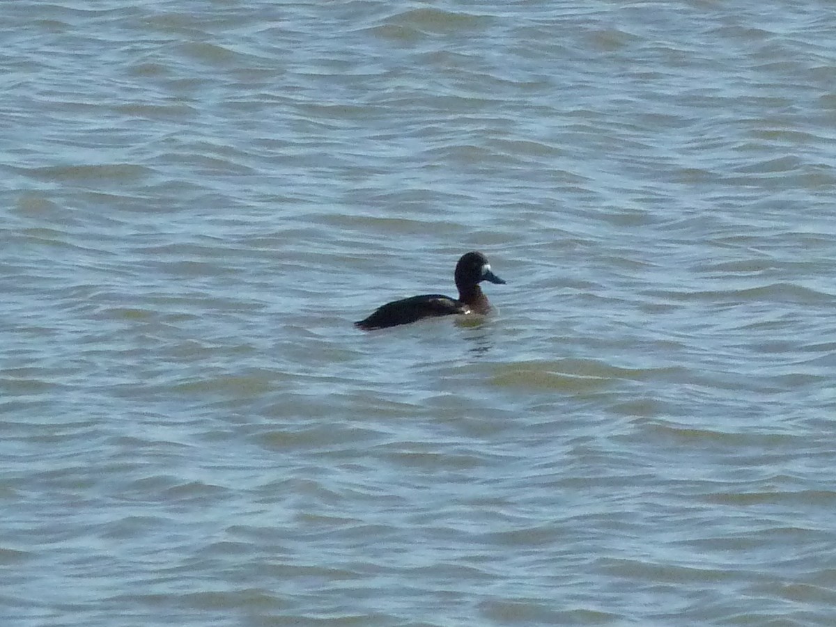 Greater Scaup - ML132670151