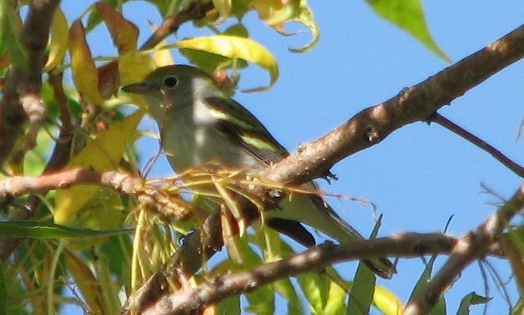 Chestnut-sided Warbler - ML132670461