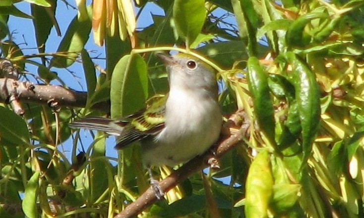 Gelbscheitel-Waldsänger - ML132670481