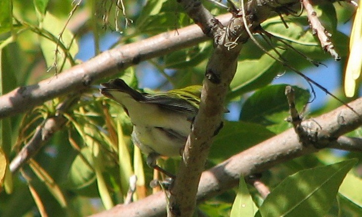 Chestnut-sided Warbler - ML132670521