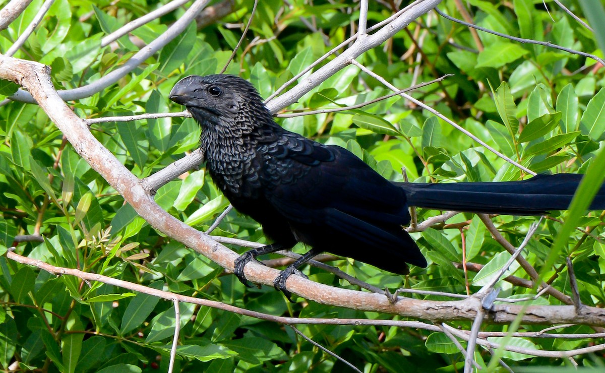 Smooth-billed Ani - ML132671171