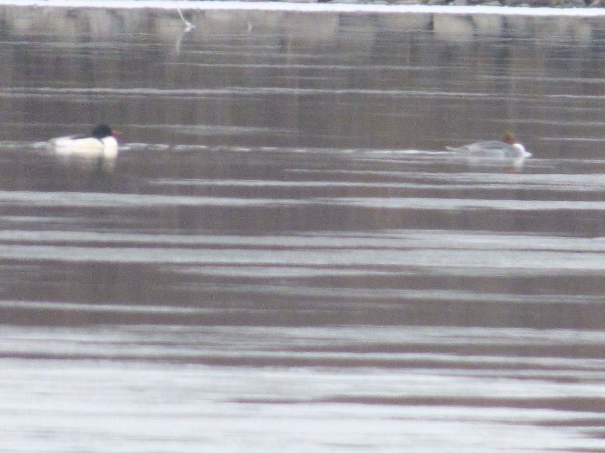 Common Merganser - ML132671871