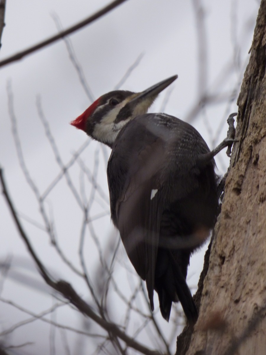 Pileated Woodpecker - ML132672081