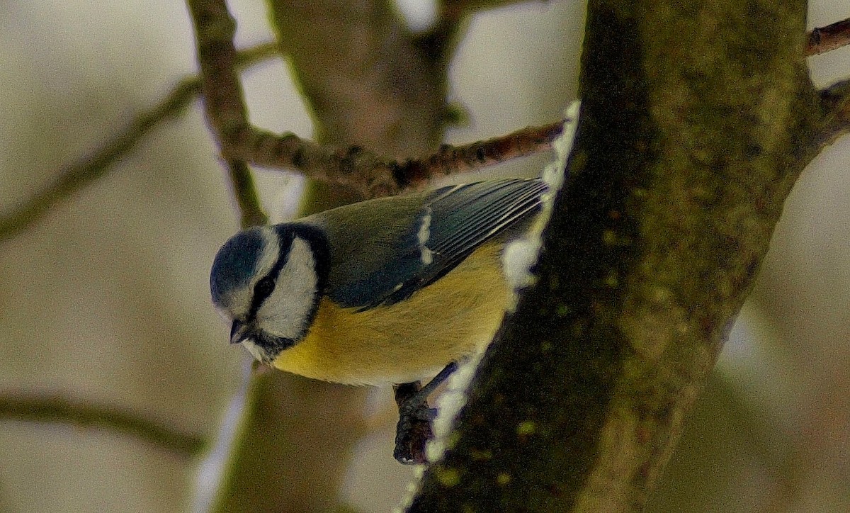 Eurasian Blue Tit - ML132674711