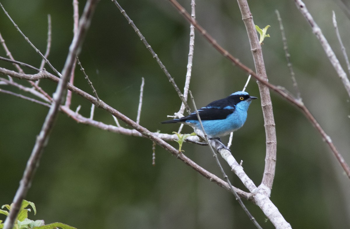 Black-faced Dacnis - ML132674981