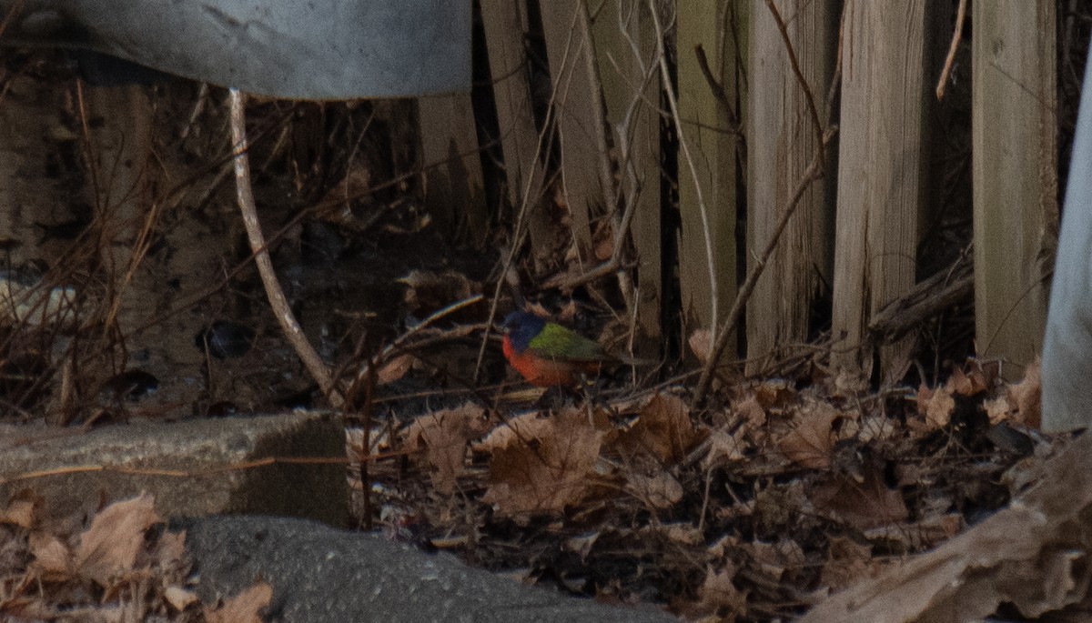 Painted Bunting - ML132675761
