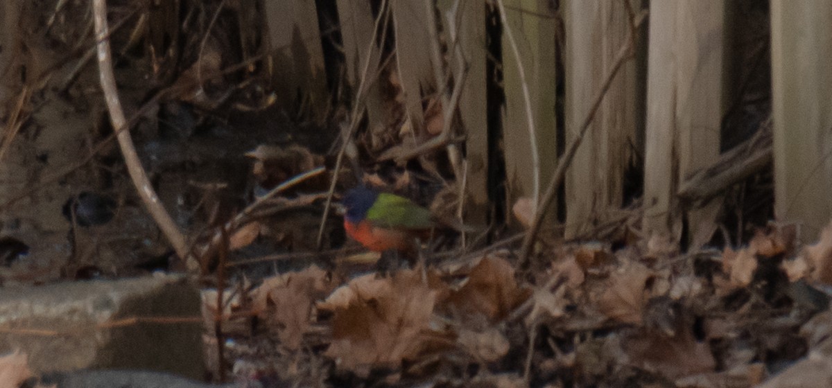 Painted Bunting - ML132675771