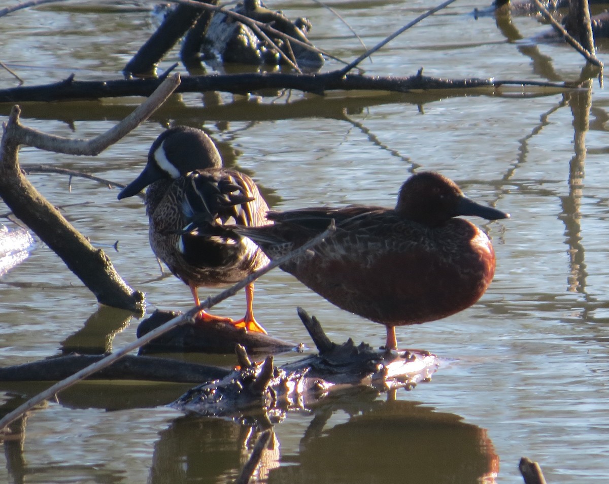 Blue-winged Teal - ML132675911