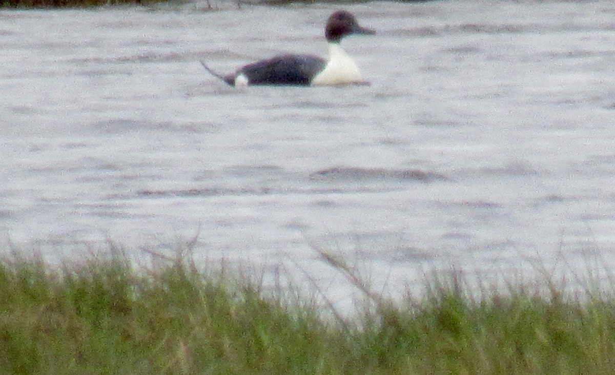 Northern Pintail - Anonymous