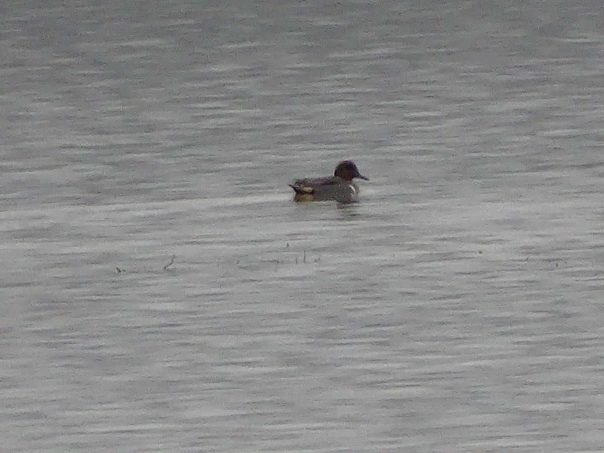 Green-winged Teal - ML132676221