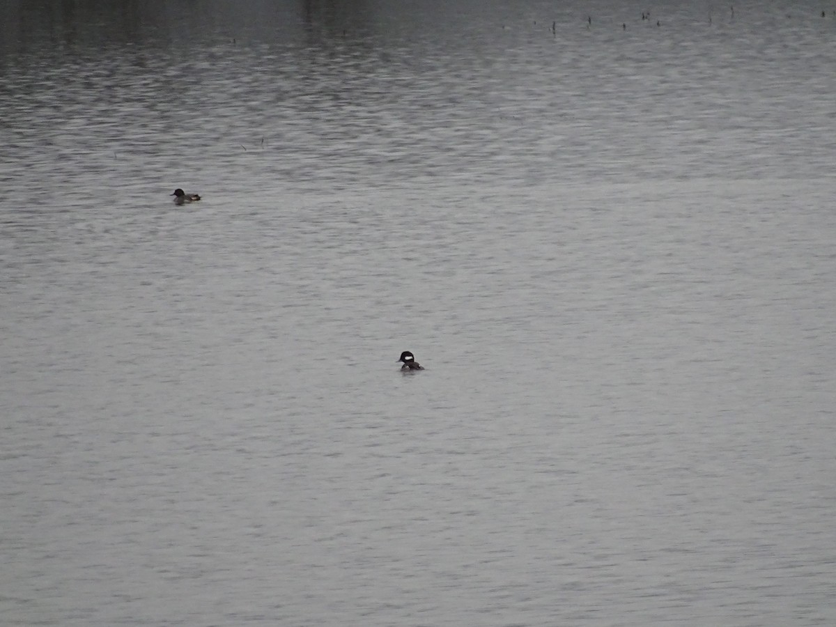 Bufflehead - ML132676541