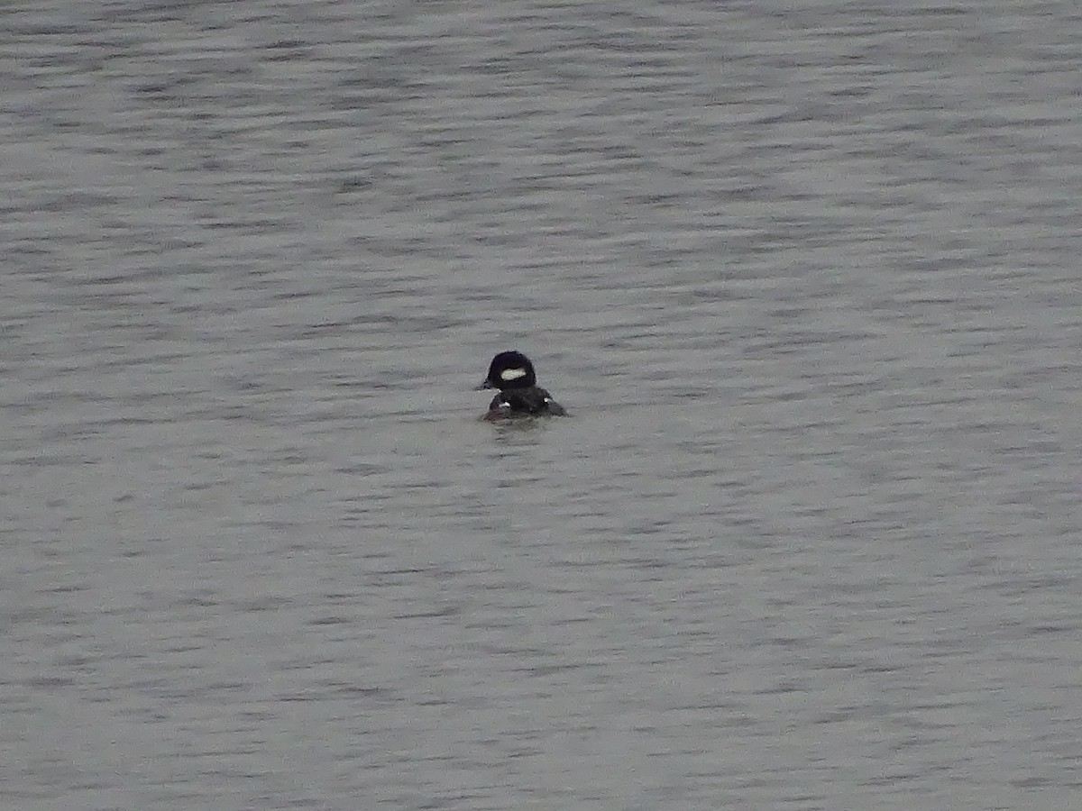 Bufflehead - ML132676581