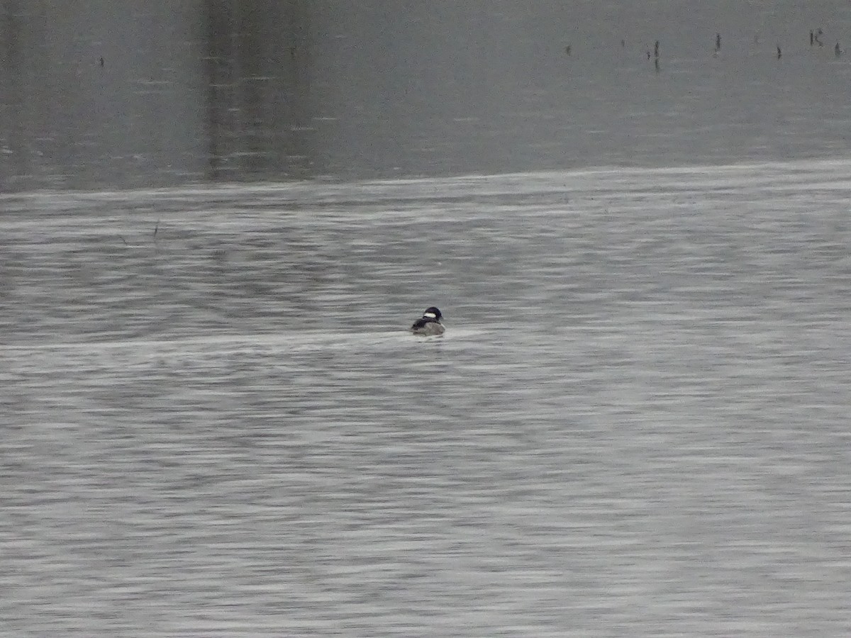 Bufflehead - Wallace Rickman II