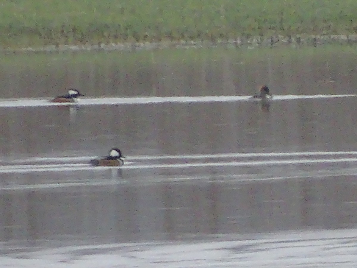 Hooded Merganser - ML132676801