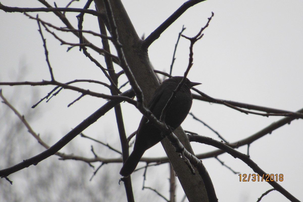 Rusty Blackbird - ML132678071