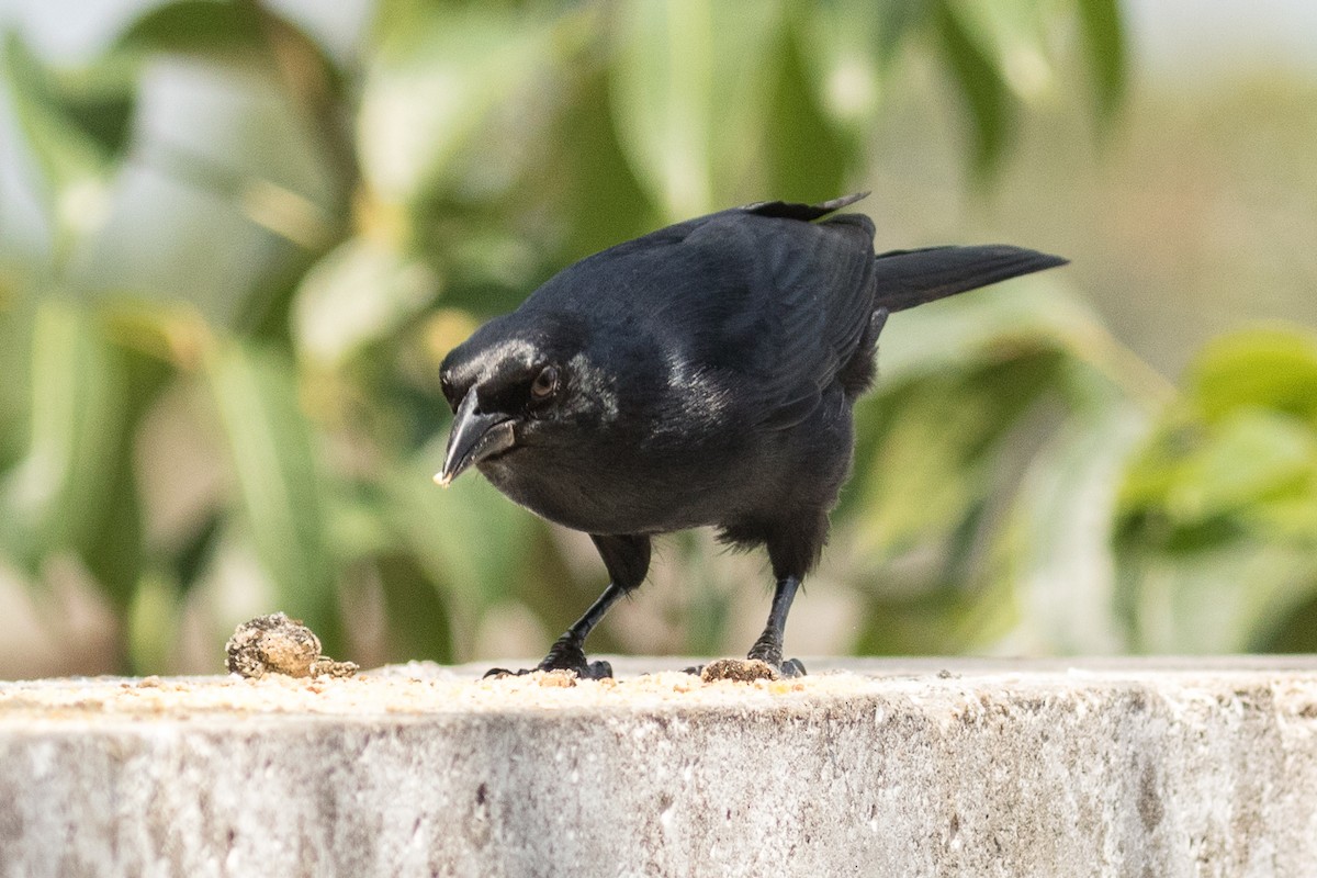 Cuban Blackbird - ML132678721