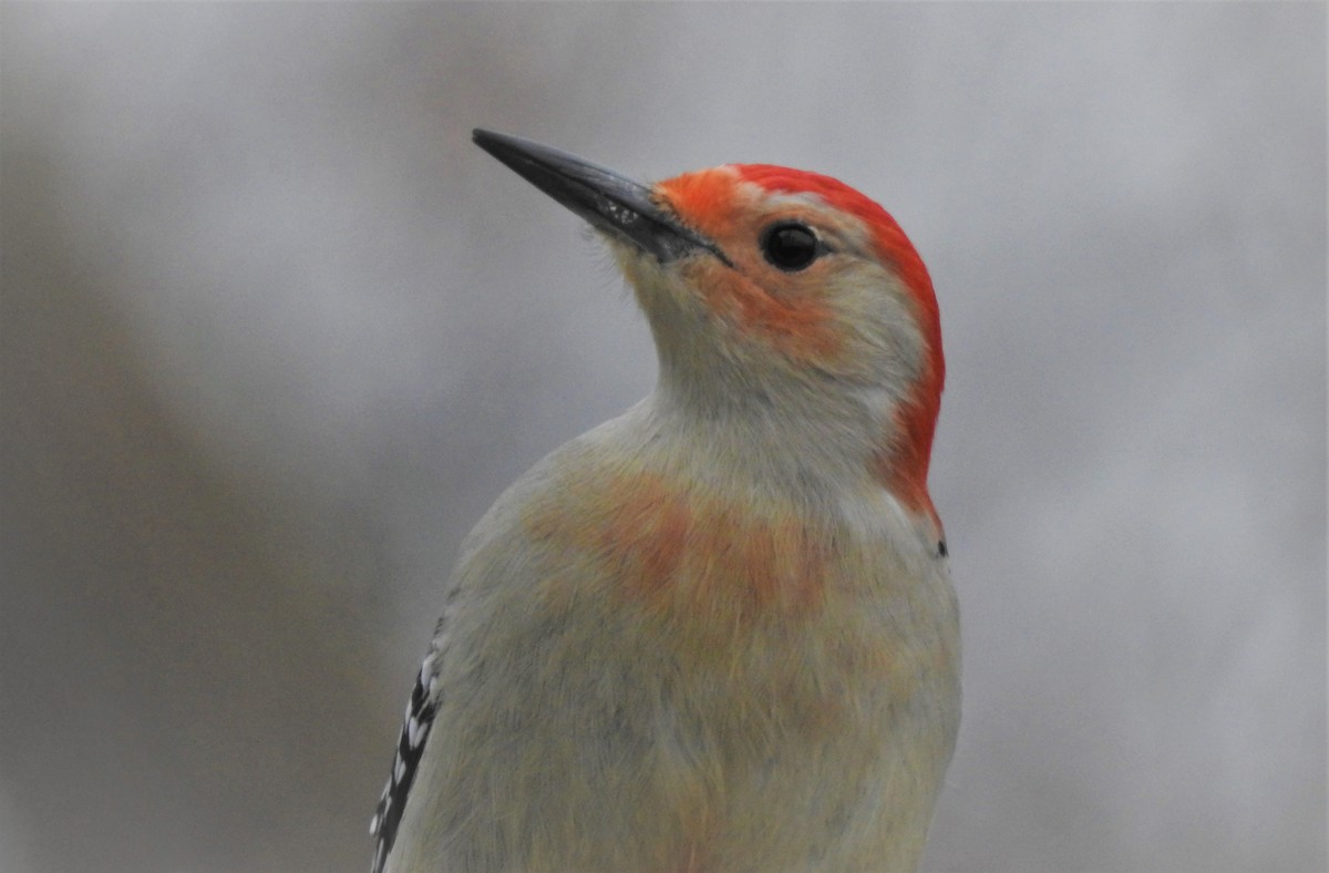 Red-bellied Woodpecker - ML132680871