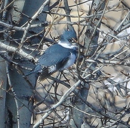 Belted Kingfisher - ML132681561