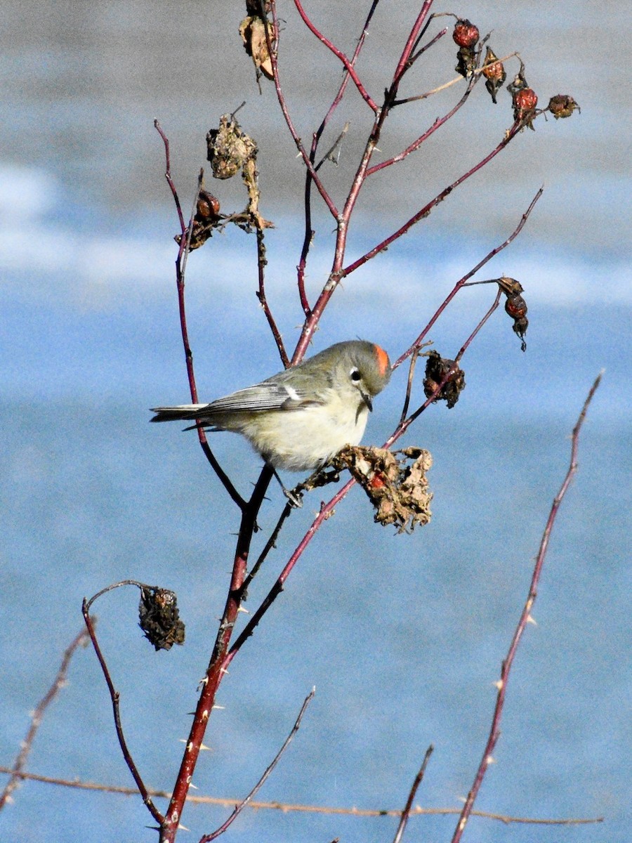 Ruby-crowned Kinglet - Stephanie Danyi