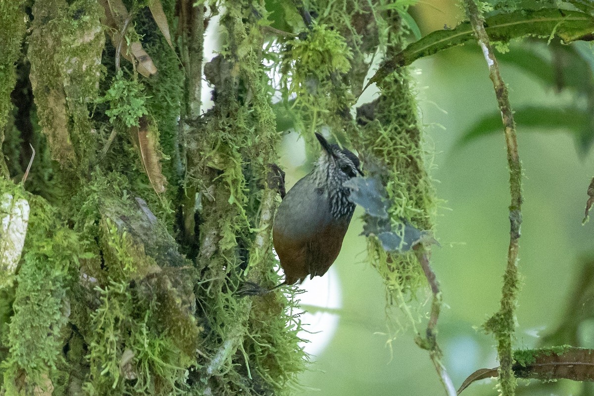 Gray-breasted Wood-Wren - ML132684231